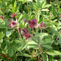 Potentilla palustris - Ntrnica moiarna