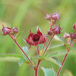 Potentilla palustris - Ntrnica moiarna