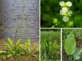 Alisma plantago-aquatica  abnk skorocelov