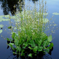 Alisma plantago-aquatica  abnk skorocelov