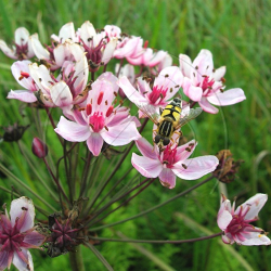 Butomus umbellatus - Okrasa okolkat