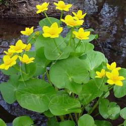 Caltha palustris - Zrulie moiarne