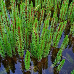 Hippuris vulgaris - Truskavec obyajn