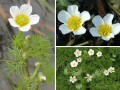 Ranunculus aquatilis - Iskernk vodn