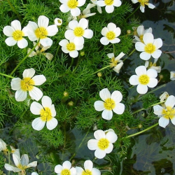 Ranunculus aquatilis - Iskernk vodn