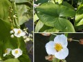  Sagittaria latifolia  povka irokolist