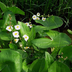 Sagittaria latifolia  povka irokolist