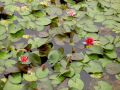 Nymphaea 'Laydekeri Lilacea' Lekno