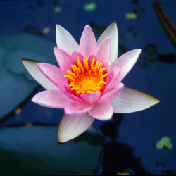 Nymphaea 'Laydekeri Lilacea' Lekno
