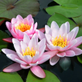 Nymphaea 'Marliacea Carnea'