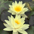 NYMPHAEA MARLIACEA CHROMATELLA YELLOW