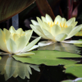 NYMPHAEA MARLIACEA CHROMATELLA YELLOW