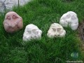 Betónové hlavy - Záhradné dekorácie